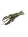 Lurefans Force Craw