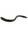 Noike Smile Worm Baby